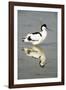 Pied Avocet Resting in Water at Lake Edge-null-Framed Photographic Print