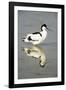 Pied Avocet Resting in Water at Lake Edge-null-Framed Photographic Print