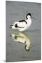 Pied Avocet Resting in Water at Lake Edge-null-Mounted Photographic Print