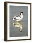 Pied Avocet Resting in Water at Lake Edge-null-Framed Photographic Print