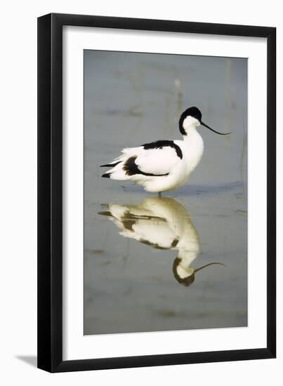 Pied Avocet Resting in Water at Lake Edge-null-Framed Photographic Print