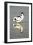 Pied Avocet Resting in Water at Lake Edge-null-Framed Photographic Print