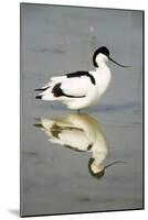 Pied Avocet Resting in Water at Lake Edge-null-Mounted Photographic Print