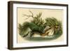 Pied Billed Dobchick-John James Audubon-Framed Art Print