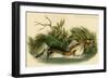 Pied Billed Dobchick-John James Audubon-Framed Art Print