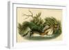 Pied Billed Dobchick-John James Audubon-Framed Art Print