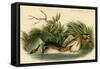 Pied Billed Dobchick-John James Audubon-Framed Stretched Canvas