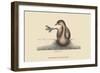 Pied Billed Dopchick-Mark Catesby-Framed Art Print