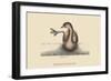 Pied Billed Dopchick-Mark Catesby-Framed Art Print