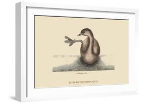 Pied Billed Dopchick-Mark Catesby-Framed Art Print