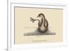 Pied Billed Dopchick-Mark Catesby-Framed Premium Giclee Print