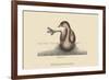 Pied Billed Dopchick-Mark Catesby-Framed Premium Giclee Print