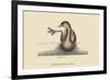 Pied Billed Dopchick-Mark Catesby-Framed Premium Giclee Print