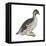 Pied-Billed Grebe (Podilymbus Podiceps), Birds-Encyclopaedia Britannica-Framed Stretched Canvas