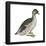 Pied-Billed Grebe (Podilymbus Podiceps), Birds-Encyclopaedia Britannica-Framed Poster