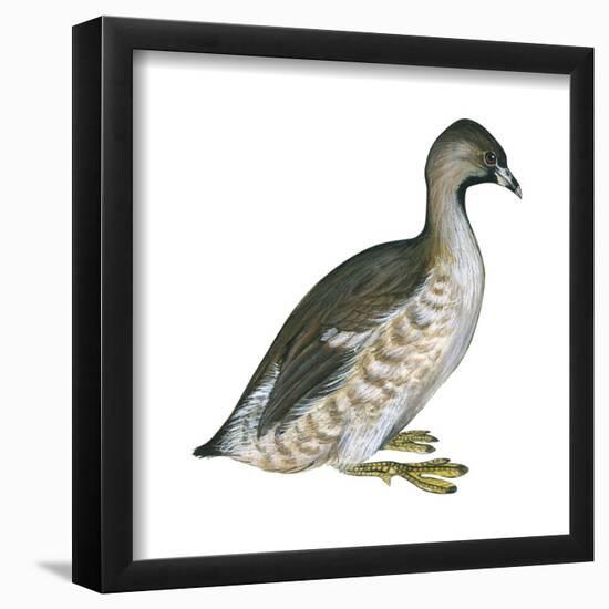 Pied-Billed Grebe (Podilymbus Podiceps), Birds-Encyclopaedia Britannica-Framed Poster