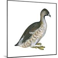 Pied-Billed Grebe (Podilymbus Podiceps), Birds-Encyclopaedia Britannica-Mounted Poster