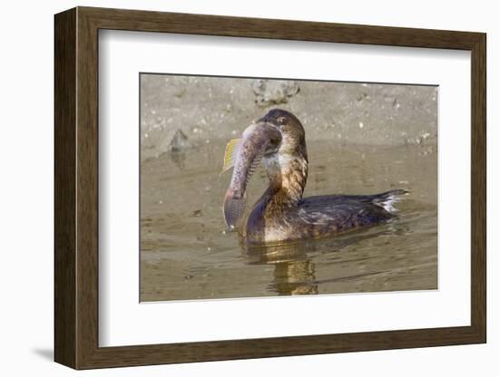 Pied-Billed Grebe Tries to Swallow a Fish-Hal Beral-Framed Photographic Print