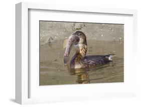 Pied-Billed Grebe Tries to Swallow a Fish-Hal Beral-Framed Photographic Print