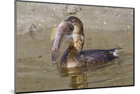 Pied-Billed Grebe Tries to Swallow a Fish-Hal Beral-Mounted Photographic Print