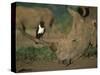 Pied Crow Perched on White Rhino-Martin Harvey-Stretched Canvas