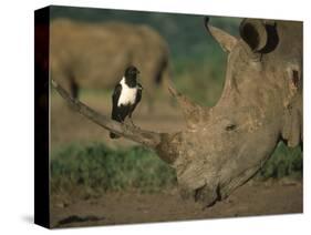 Pied Crow Perched on White Rhino-Martin Harvey-Stretched Canvas