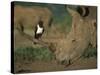 Pied Crow Perched on White Rhino-Martin Harvey-Stretched Canvas