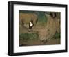 Pied Crow Perched on White Rhino-Martin Harvey-Framed Photographic Print