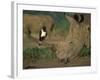 Pied Crow Perched on White Rhino-Martin Harvey-Framed Photographic Print