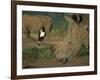 Pied Crow Perched on White Rhino-Martin Harvey-Framed Photographic Print