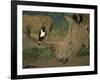 Pied Crow Perched on White Rhino-Martin Harvey-Framed Photographic Print