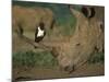 Pied Crow Perched on White Rhino-Martin Harvey-Mounted Photographic Print