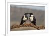 Pied crows (Corvus albus), Zimanga private game reserve, KwaZulu-Natal-Ann and Steve Toon-Framed Photographic Print