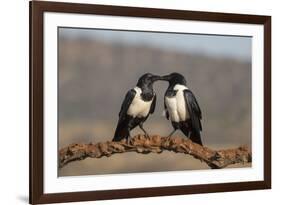 Pied crows (Corvus albus), Zimanga private game reserve, KwaZulu-Natal-Ann and Steve Toon-Framed Photographic Print