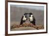Pied crows (Corvus albus), Zimanga private game reserve, KwaZulu-Natal-Ann and Steve Toon-Framed Photographic Print