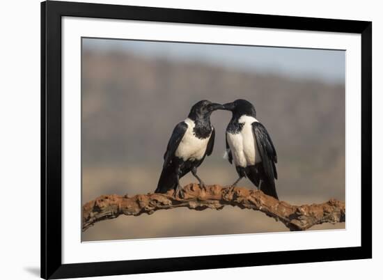 Pied crows (Corvus albus), Zimanga private game reserve, KwaZulu-Natal-Ann and Steve Toon-Framed Photographic Print