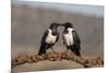 Pied crows (Corvus albus), Zimanga private game reserve, KwaZulu-Natal-Ann and Steve Toon-Mounted Photographic Print