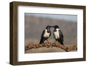 Pied crows (Corvus albus), Zimanga private game reserve, KwaZulu-Natal-Ann and Steve Toon-Framed Photographic Print