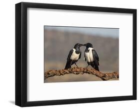 Pied crows (Corvus albus), Zimanga private game reserve, KwaZulu-Natal-Ann and Steve Toon-Framed Photographic Print