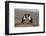 Pied crows (Corvus albus), Zimanga private game reserve, KwaZulu-Natal-Ann and Steve Toon-Framed Photographic Print