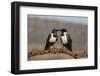 Pied crows (Corvus albus), Zimanga private game reserve, KwaZulu-Natal-Ann and Steve Toon-Framed Photographic Print