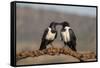 Pied crows (Corvus albus), Zimanga private game reserve, KwaZulu-Natal-Ann and Steve Toon-Framed Stretched Canvas