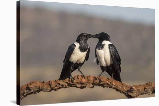 Pied crows (Corvus albus), Zimanga private game reserve, KwaZulu-Natal-Ann and Steve Toon-Stretched Canvas