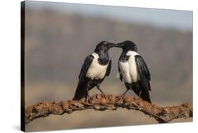 Pied crows (Corvus albus), Zimanga private game reserve, KwaZulu-Natal-Ann and Steve Toon-Stretched Canvas