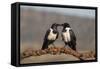 Pied crows (Corvus albus), Zimanga private game reserve, KwaZulu-Natal-Ann and Steve Toon-Framed Stretched Canvas