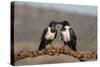 Pied crows (Corvus albus), Zimanga private game reserve, KwaZulu-Natal-Ann and Steve Toon-Stretched Canvas