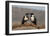 Pied crows (Corvus albus), Zimanga private game reserve, KwaZulu-Natal-Ann and Steve Toon-Framed Photographic Print