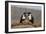 Pied crows (Corvus albus), Zimanga private game reserve, KwaZulu-Natal-Ann and Steve Toon-Framed Photographic Print