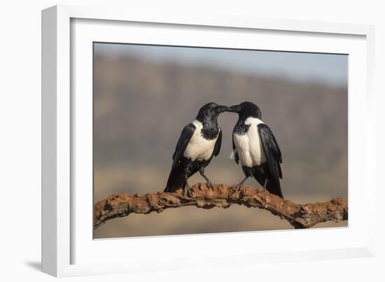 Pied crows (Corvus albus), Zimanga private game reserve, KwaZulu-Natal-Ann and Steve Toon-Framed Photographic Print