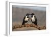 Pied crows (Corvus albus), Zimanga private game reserve, KwaZulu-Natal-Ann and Steve Toon-Framed Photographic Print